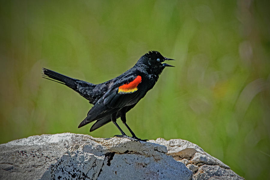 Red Winged Blackbird Calling Out Photograph