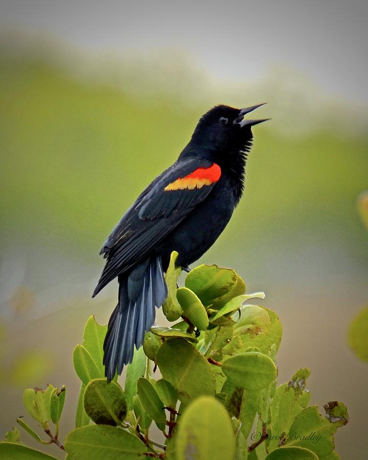 Red-Winged Blackbird Photograph by Carol Bradley