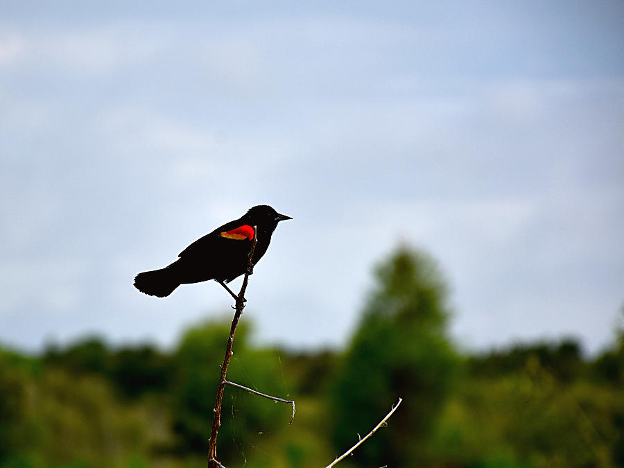 Red-Winged Blackbird  Photograph by Christopher Mercer