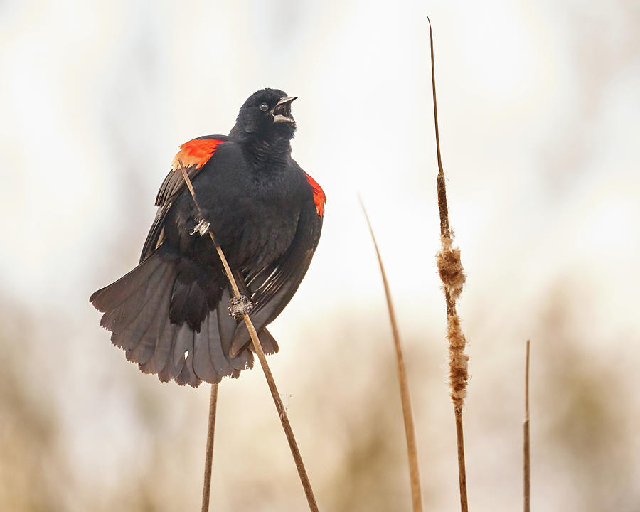 Red-winged Blackbird Claims His Spot Photograph by Jim Hughes