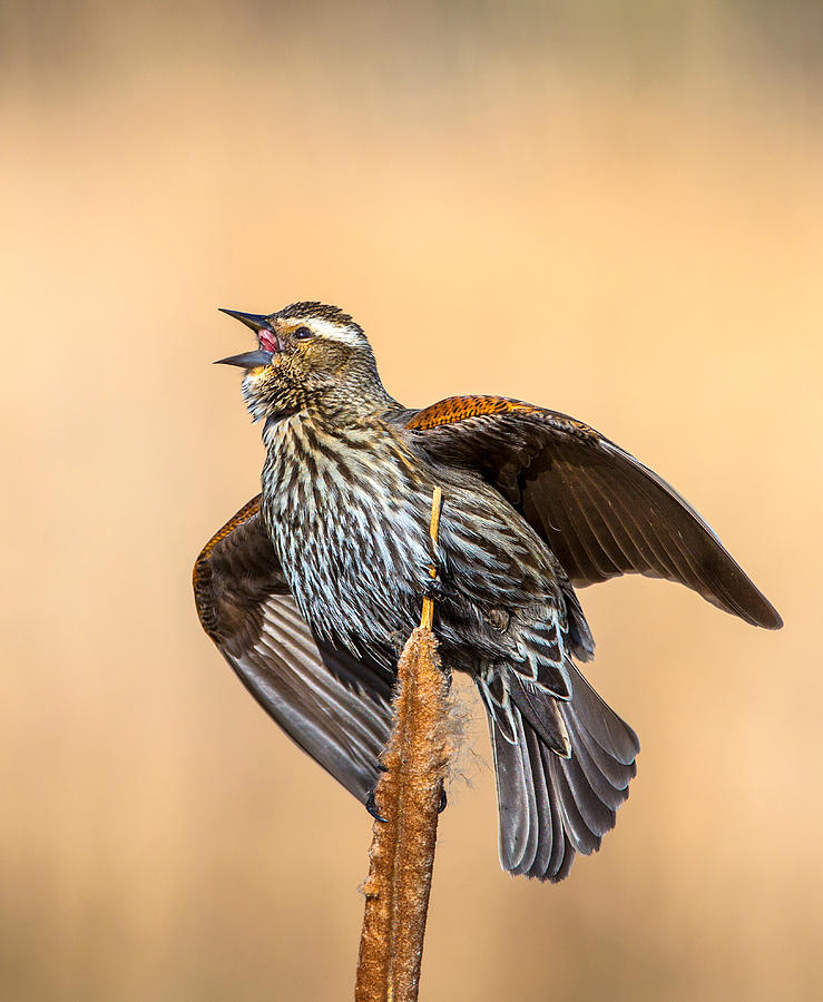 Red-winged Blackbird / Female Photograph by Verdon