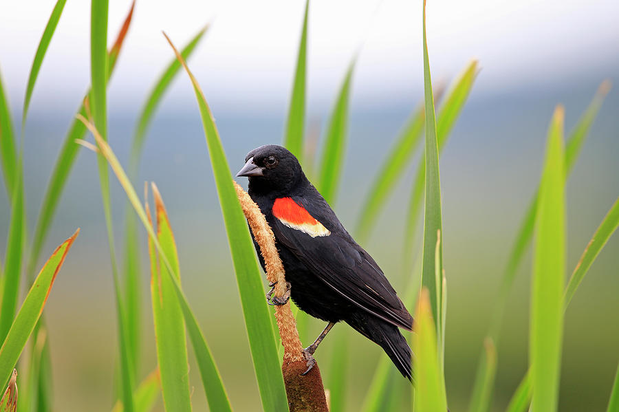 Red-winged Blackbird Photograph by Gary Corbett