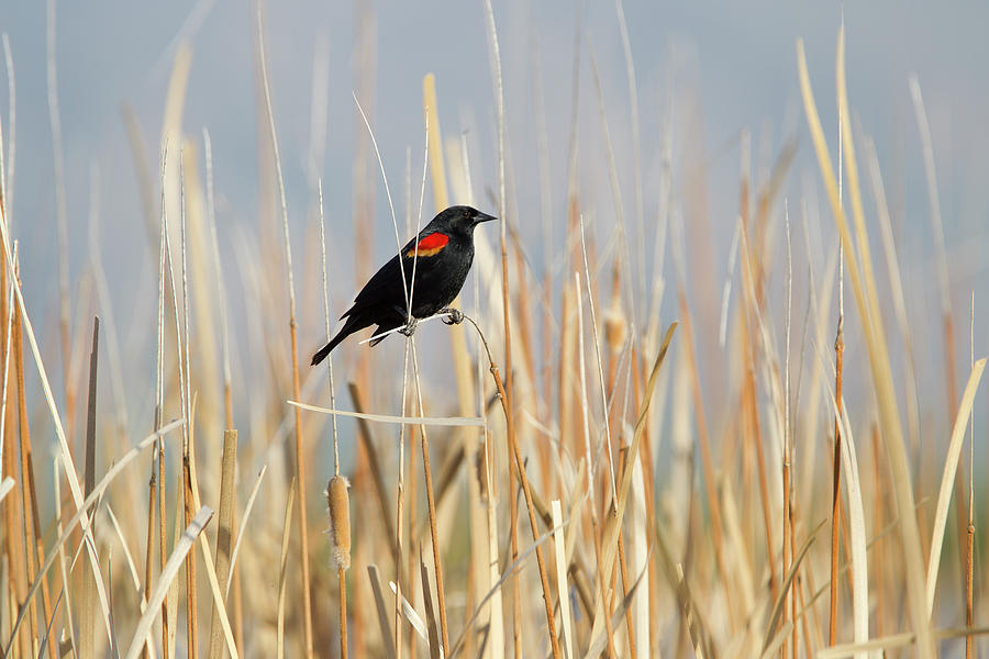 Red-winged Blackbird In Reeds Photograph by Susangaryphotography