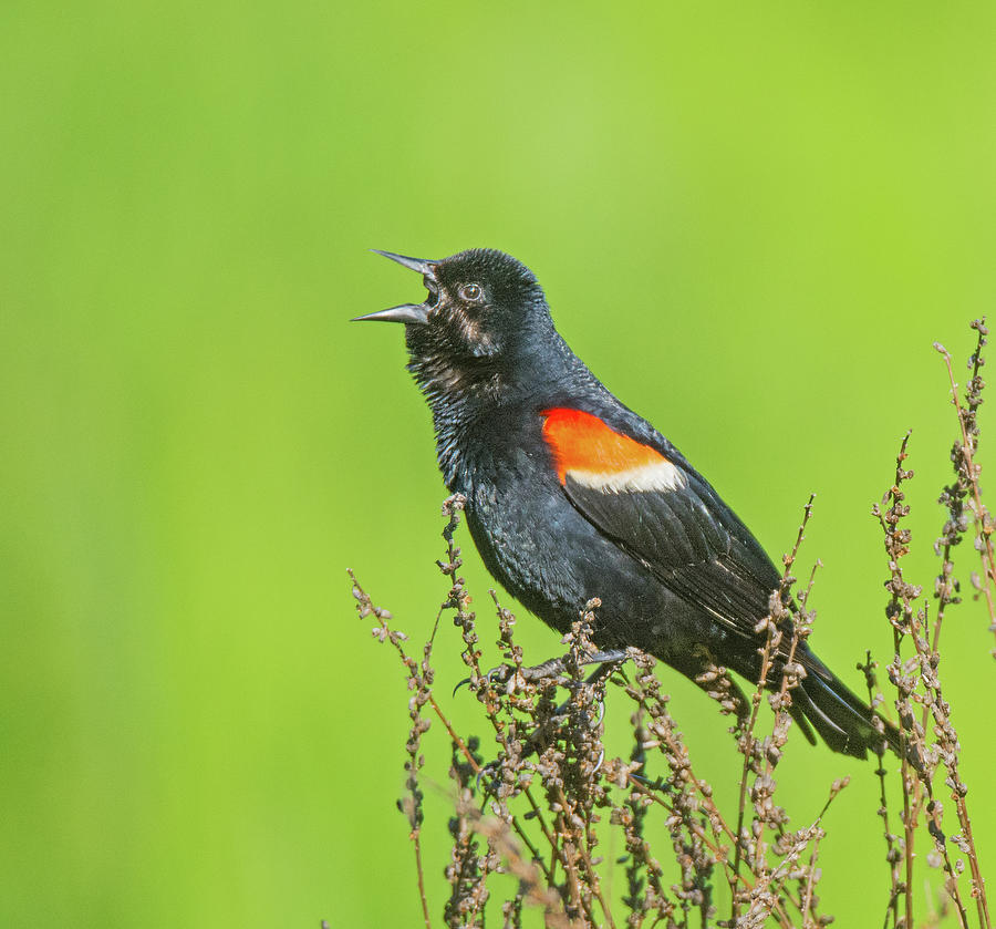 Red-winged Blackbird Photograph by John Serrao