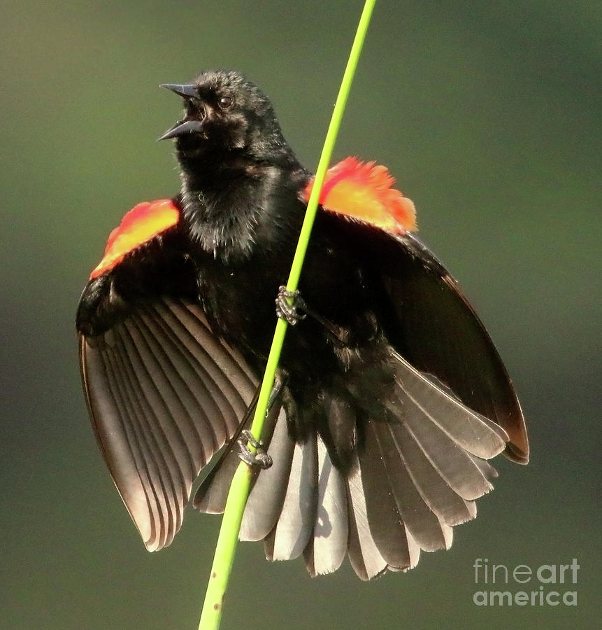 Red-winged Blackbird Photograph by Karen Lindquist