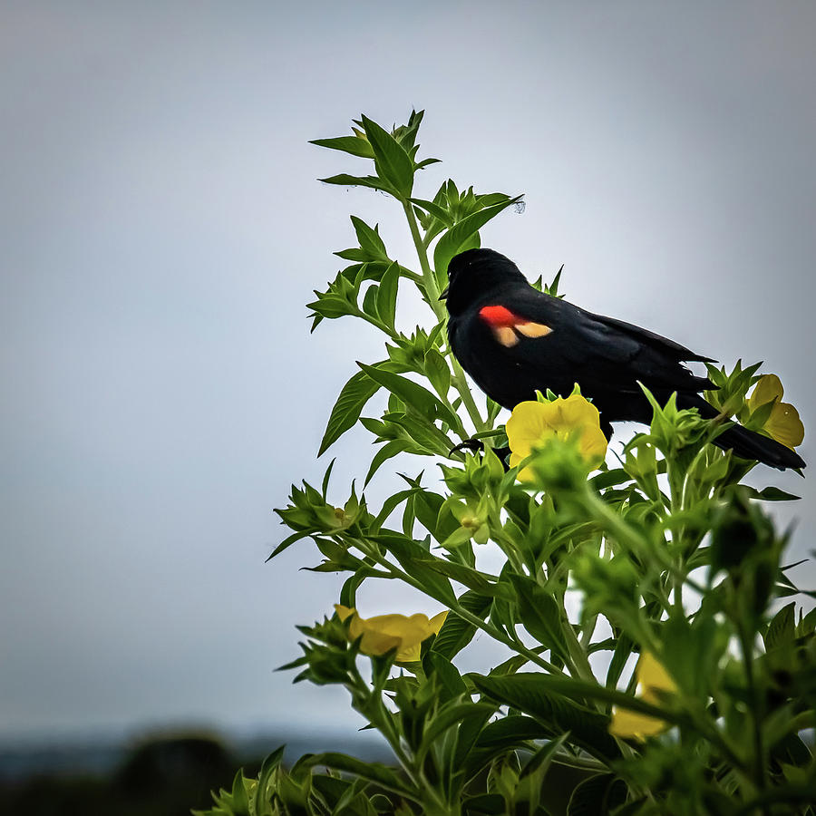 Red-winged Blackbird Photograph by Larry Jones