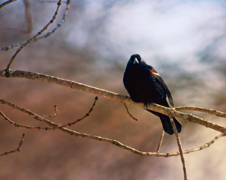 Red-Winged Blackbird Photograph by Laura Vilandre
