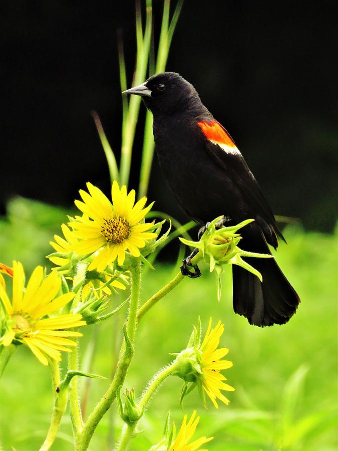 Red-winged Blackbird  Photograph by Lori Frisch