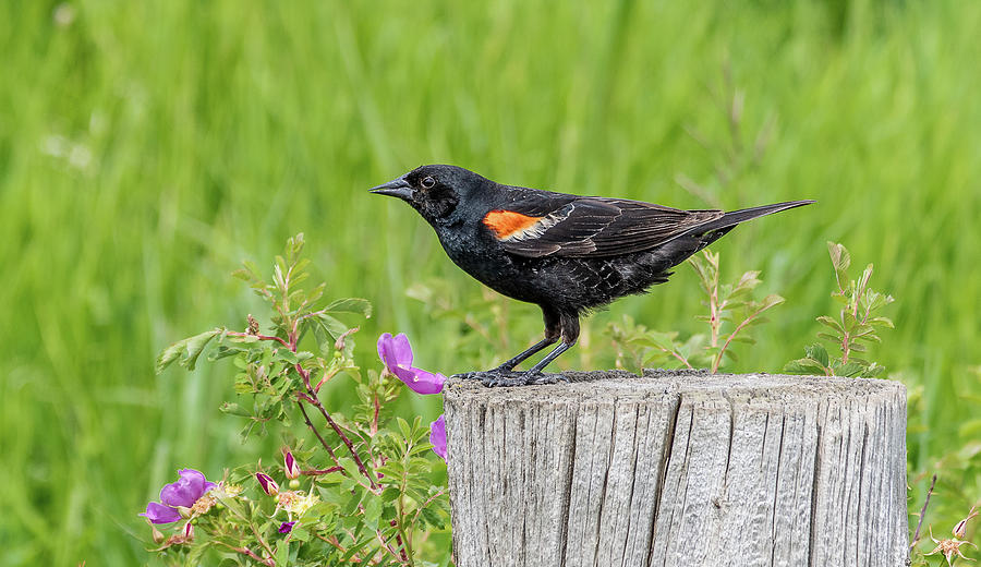 Red Winged Blackbird Photograph by Marcy Wielfaert