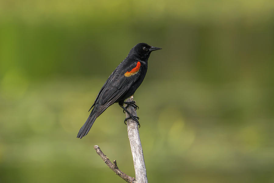 Red-winged Blackbird Photograph