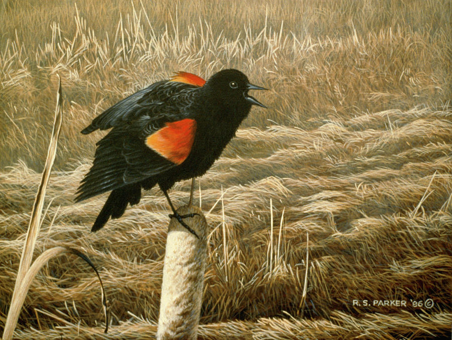 Red Winged Blackbird Painting by Ron Parker