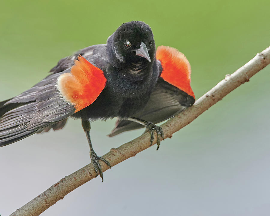 Red-winged Blackbird Shows His Colors Photograph by Jim Hughes