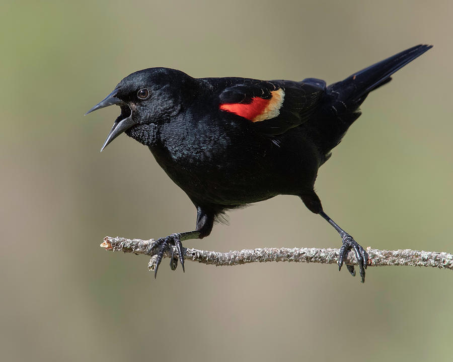 Red-winged Blackbird Squawking Photograph by Jerry Fornarotto
