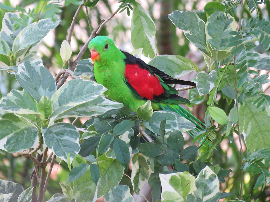 Red-winged Parrot Photograph by Joan Stratton