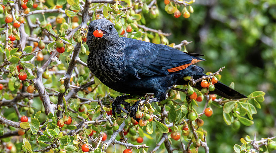 Red Winged Starling Photograph by Marcy Wielfaert