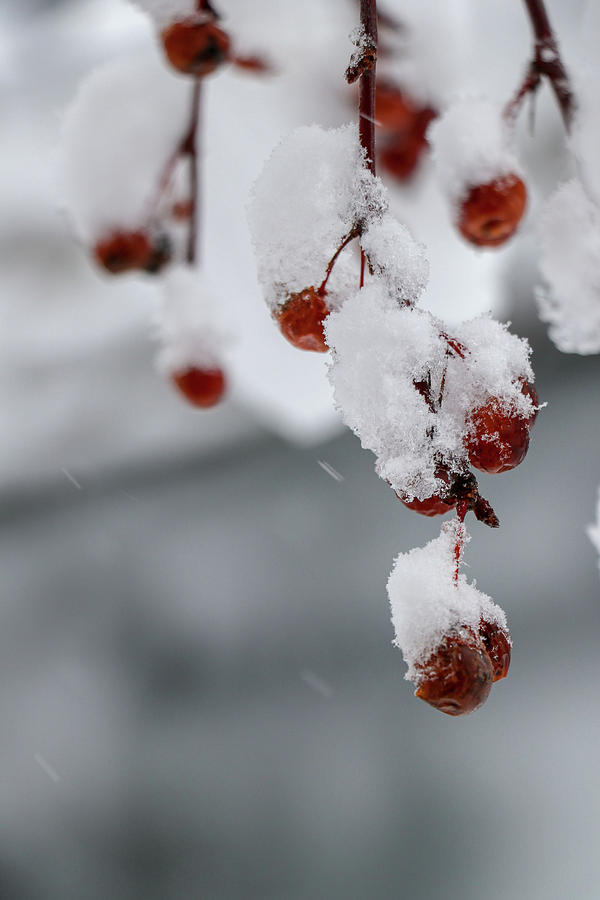 Red Winter Berry Photograph
