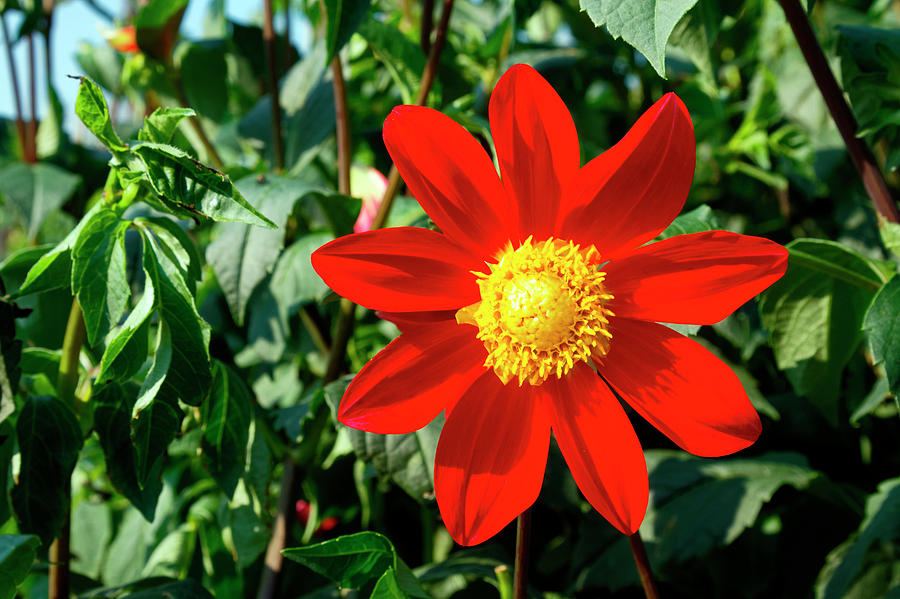 Red With Yellow Dahlia Photograph by Sally Weigand