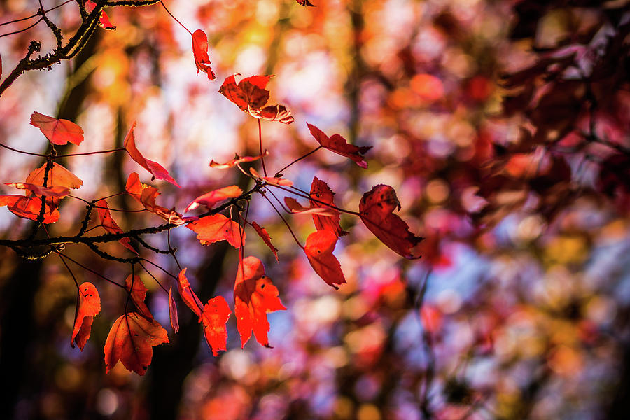 Red Wood Photograph by Adam Petto | Fine Art America