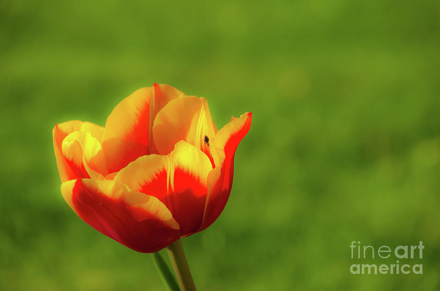 Red, yellow and orange colored single tulip beauty against defocused green grass Photograph by Ulrich Wende