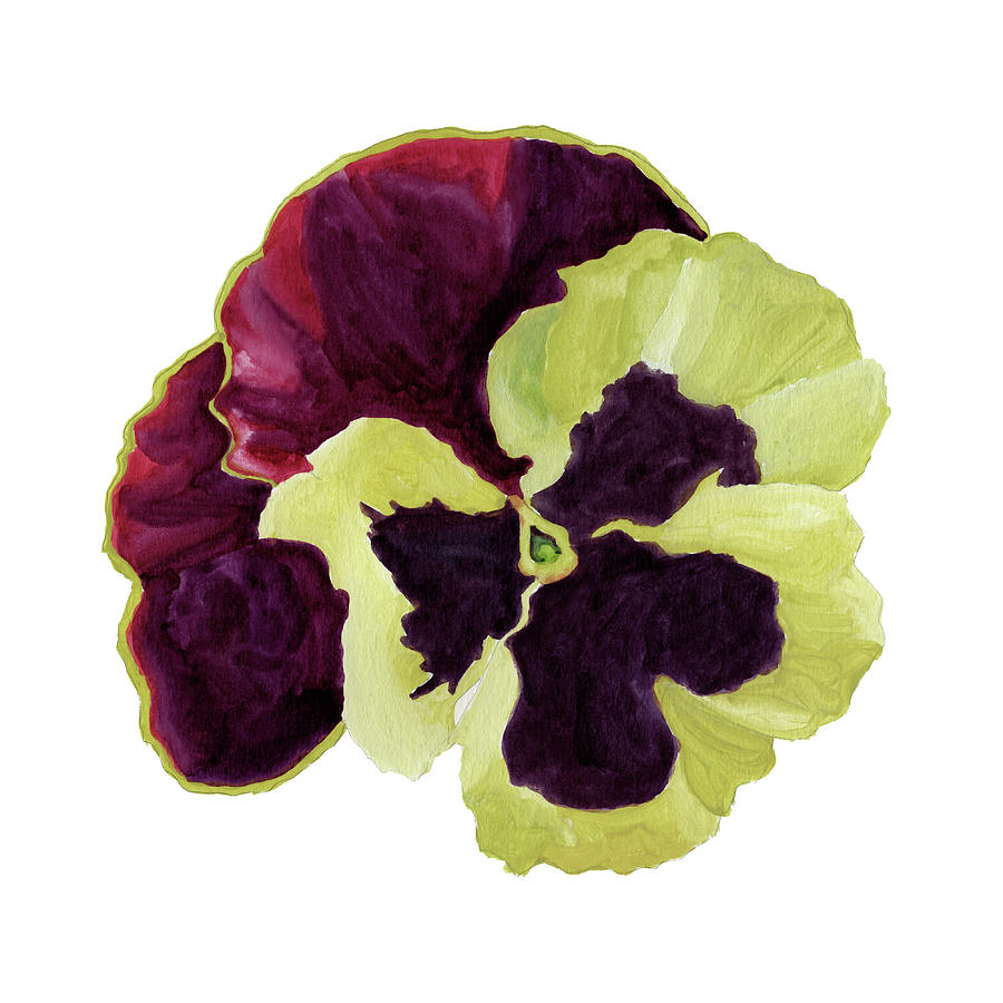 Red Yellow Pansy by Brittany Bert Selfe Red Yellow Pansy by Brittany Bert Selfe