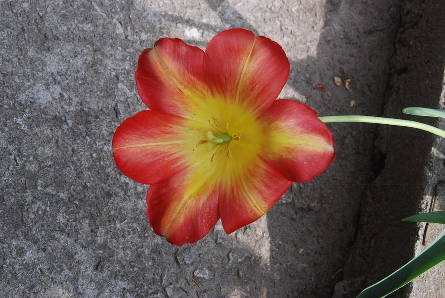 Red Yellow Tulip Photograph by Ee Photography