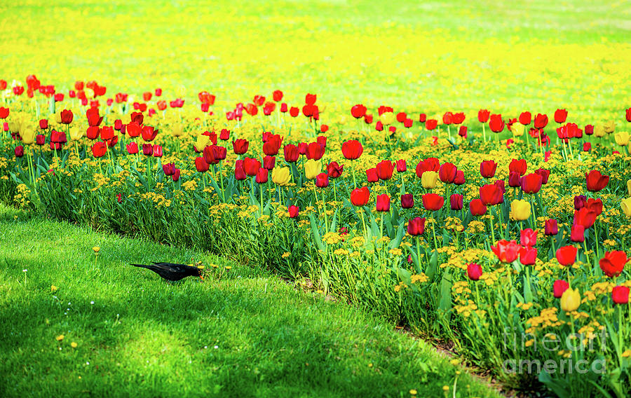 Red Yellow Tulip garden with blackbird and wallfowers Photograph by Ulrich Wende