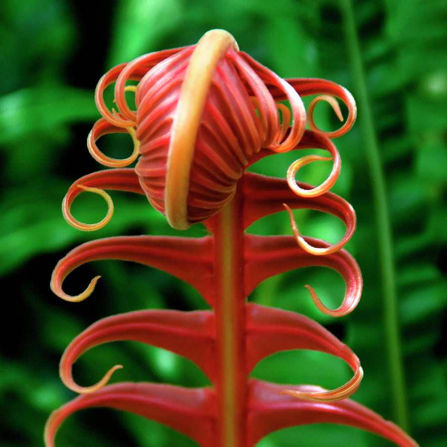 Red Young Fern Photograph by Dr. Antonio Comia
