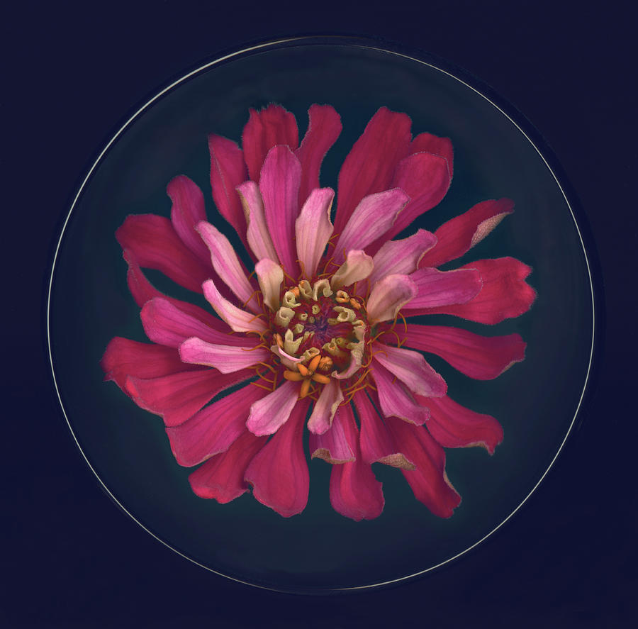 Red Zinnia Asteraceae Blossom On Dish Photograph by John Grant