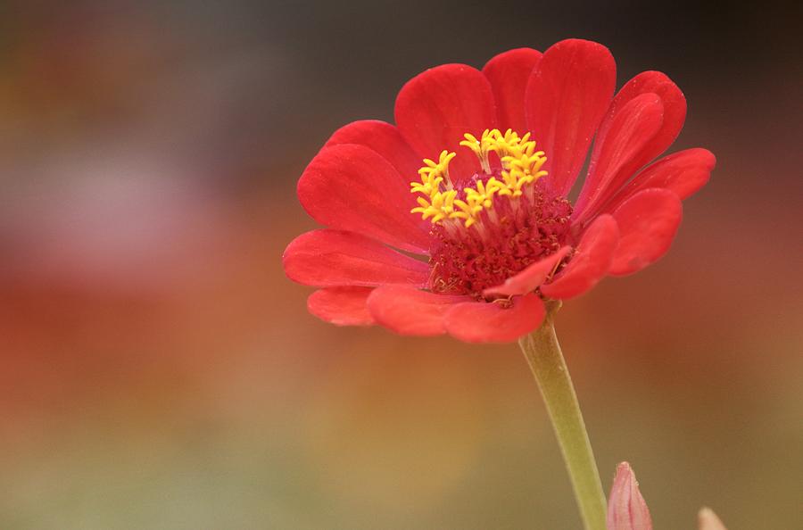 Flower Photograph - Red Zinnia by Joan Han