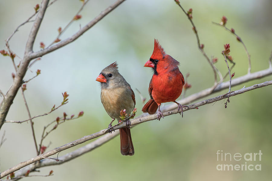 Wildlife Photograph - Redbird Mates by Bonnie Barry