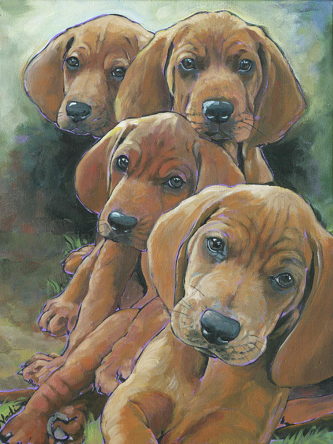 red coonhound puppies