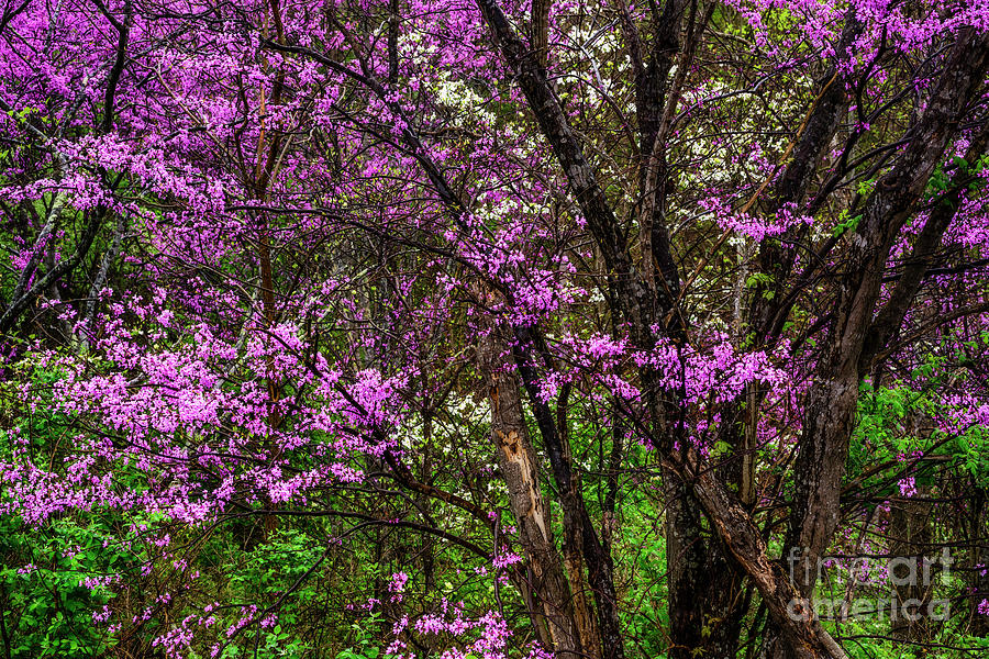 Redbud and Dogwood in the Rain Photograph by Thomas R Fletcher