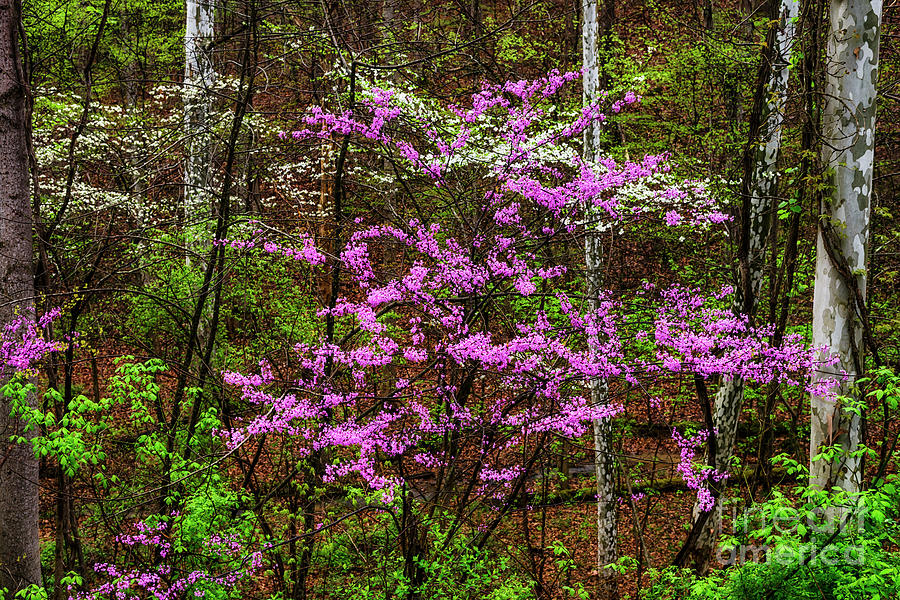 Redbud Dogwood and Sycamore Photograph by Thomas R Fletcher