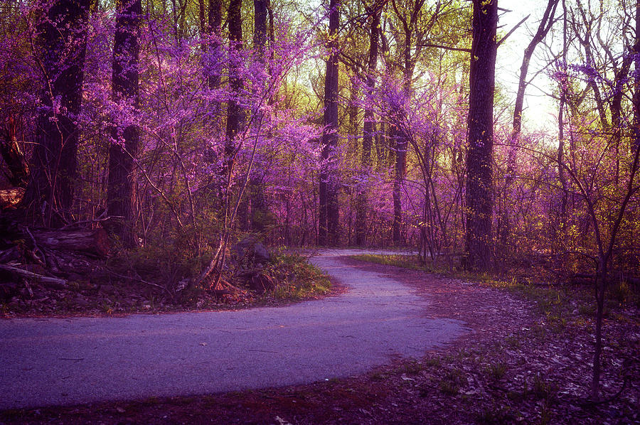 Redbud Dream by Dan Urban Redbud Dream by Dan Urban