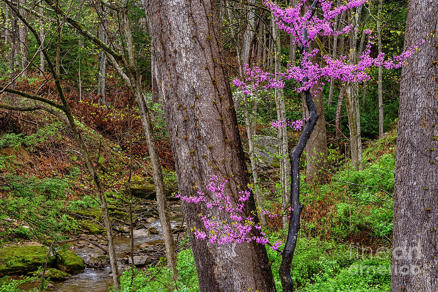 Spring Photograph - Redbud Framed between Oaks by Thomas R Fletcher