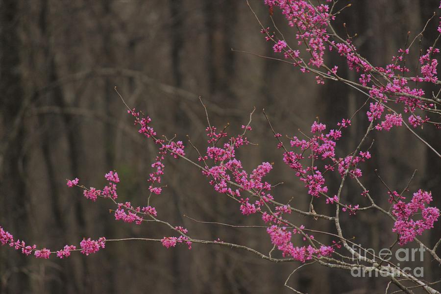 Redbud in Bloom Photograph by Angela Stafford - Fine Art America