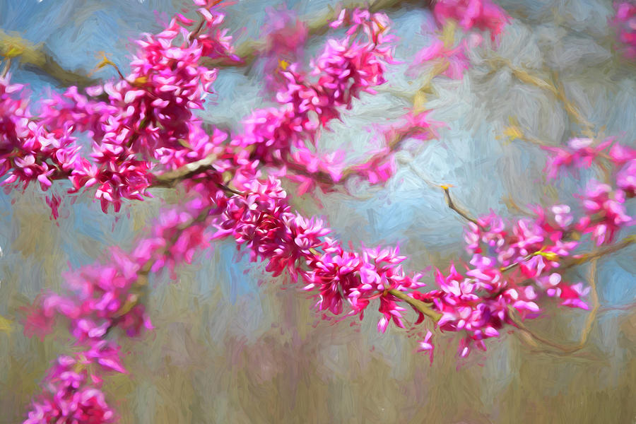 Redbud Tree Abstract Photograph by Lorraine Baum