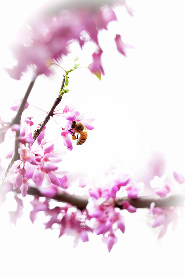 Redbud Tree and Honeybee in Springtime Photograph by Carol Senske