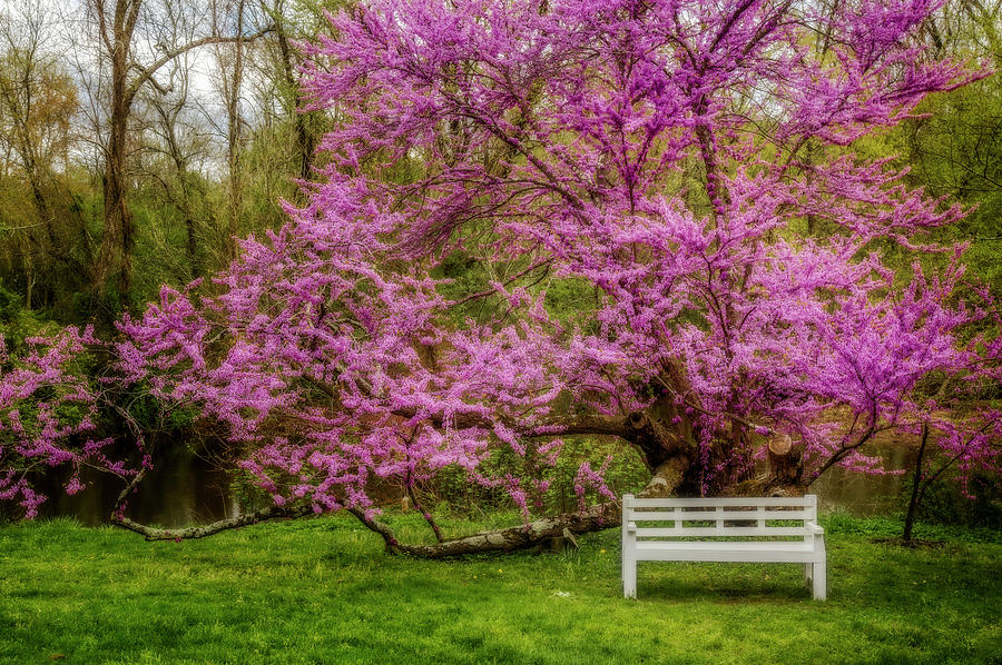 Redbud Tree During The Spring Photograph by Susan Candelario