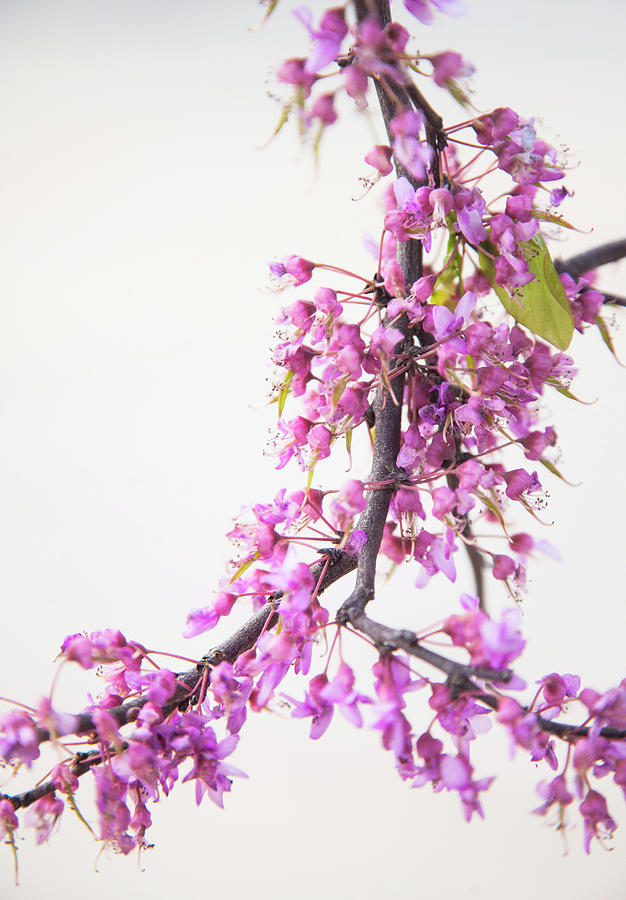 Redbuds in Bloom Photograph by Toni Hopper