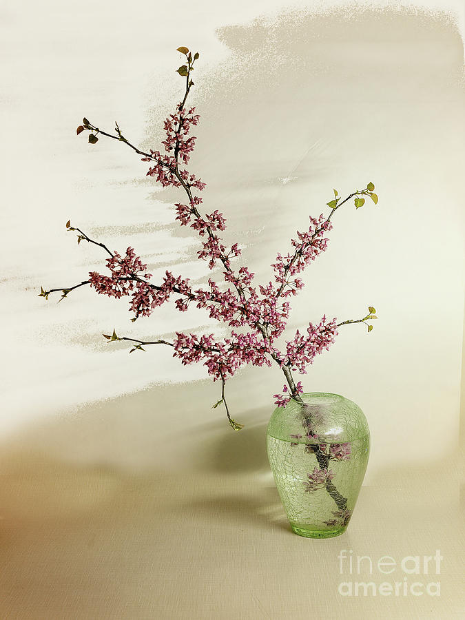 Redbuds Photograph by John Anderson