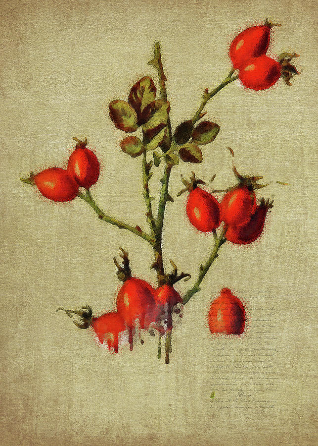 Redcurrant by Jan Keteleer Redcurrant by Jan Keteleer