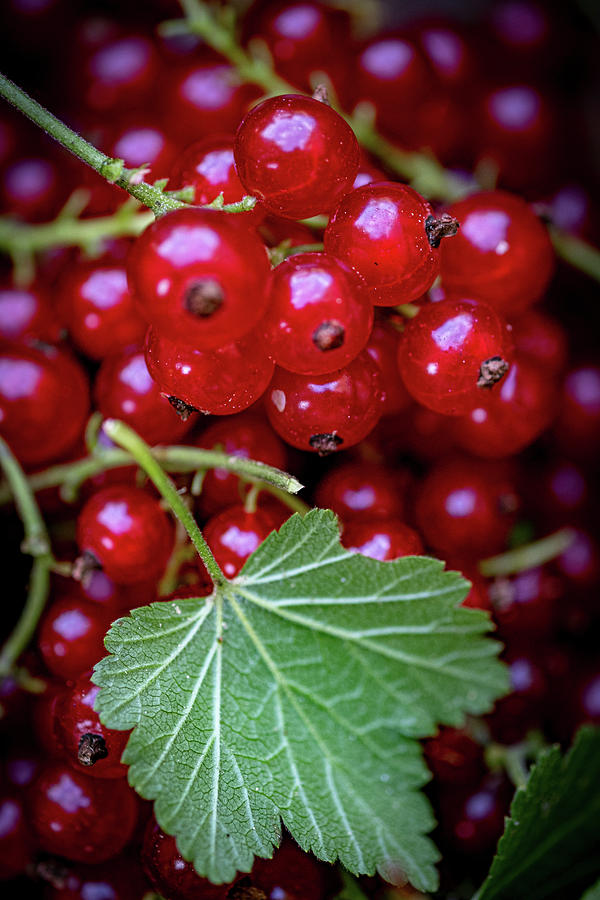Redcurrants With A Leaf close-up Photograph by Eising Studio