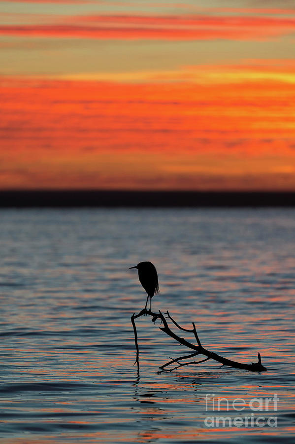 Heron Photograph - Reddish Egret At Sunset by Christopher Swann/science Photo Library