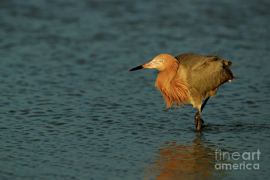 Reddish Egret by Beve Brown-Clark Photography Reddish Egret by Beve Brown-Clark Photography