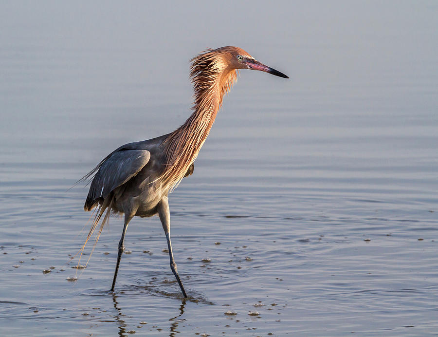 Reddish Egret In Breeding Plumage Photograph by Ivan Kuzmin - Pixels