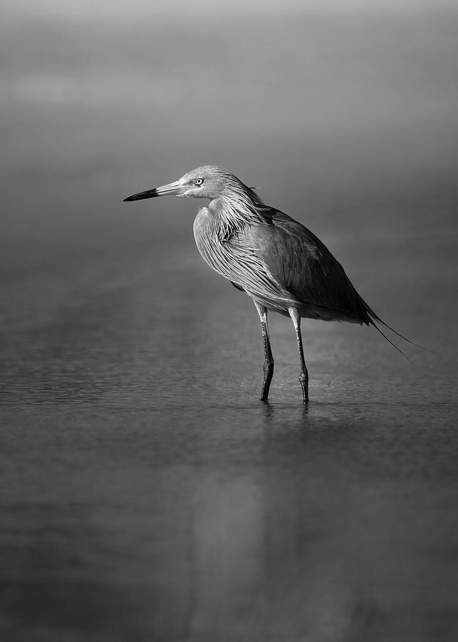 Wildlife Photograph - Reddish Egret by Jon Ehrmann
