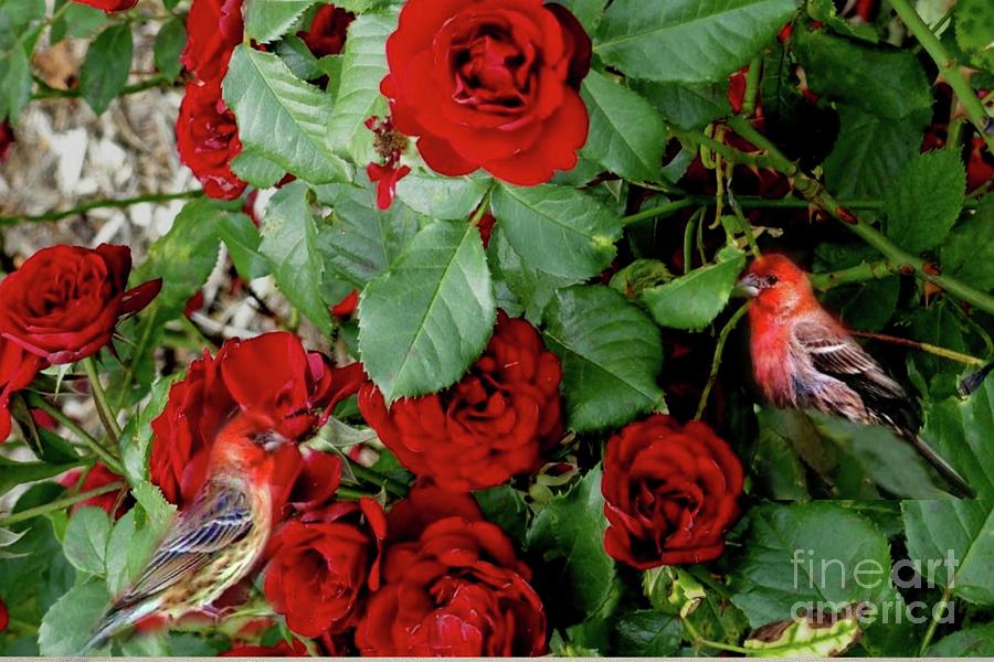Redfinch in the Red Roses by Janette Boyd Redfinch in the Red Roses by Janette Boyd