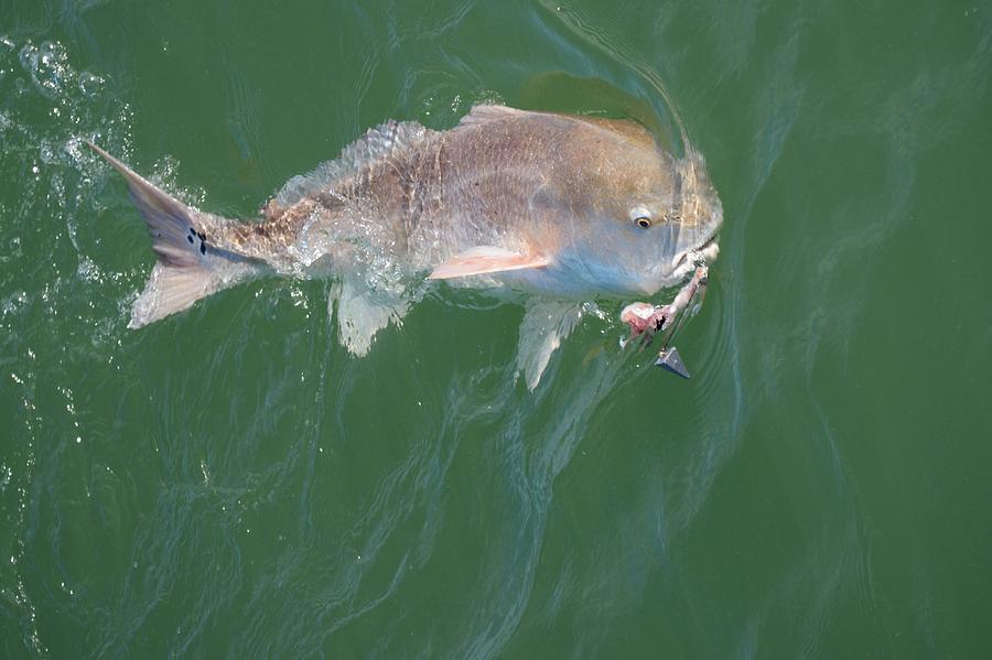 Redfish hook line and sinker Photograph by Bradford Martin
