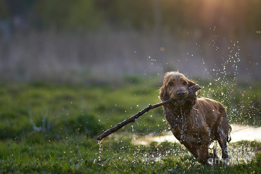 Branch Photograph - Redhead Spaniel Dog Running With A by Dmytro Vietrov Branch Photograph - Redhead Spaniel Dog Running With A by Dmytro Vietrov